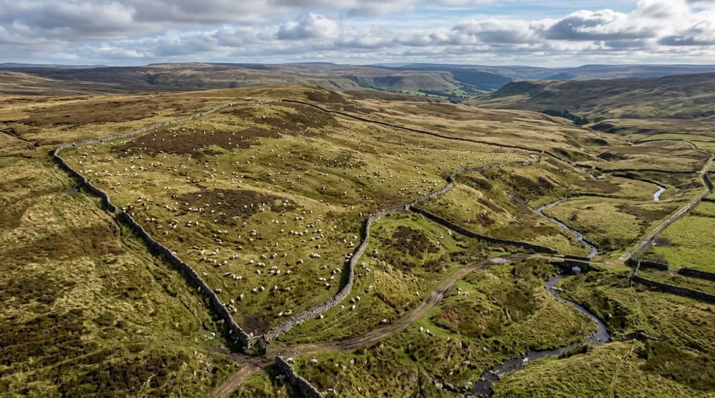 Aerial view of sheep scattered across an open moorland field with a stone wall boundary